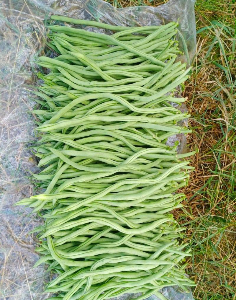 无丝豆山东无筋豆质量好一手货源代收代发全国市场