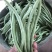 无丝豆山东无筋豆质量好一手货源代收代发全国市场