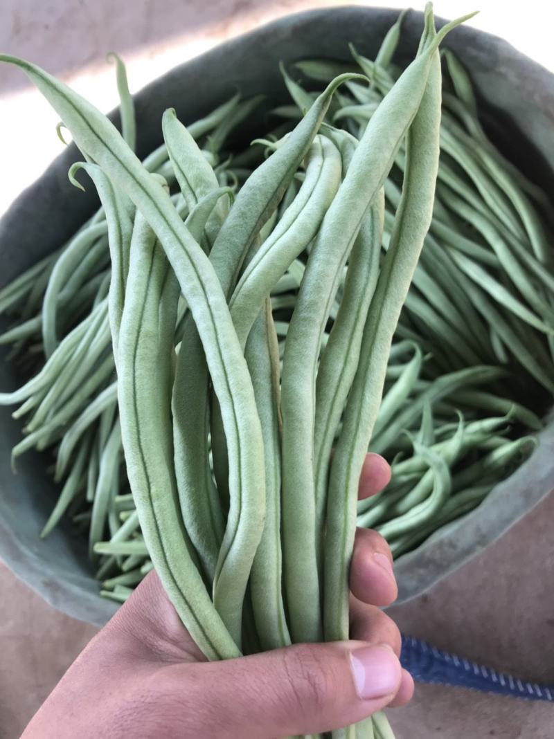 无丝豆山东无筋豆质量好一手货源代收代发全国市场
