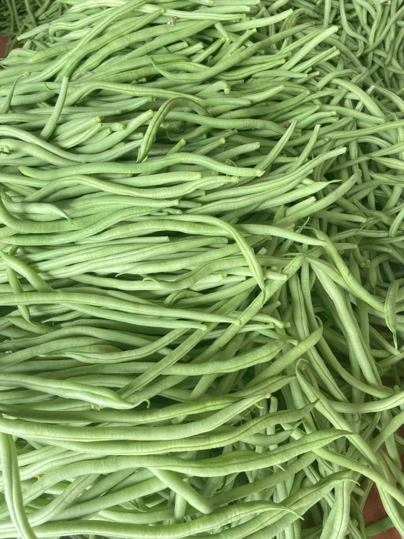 无丝豆山东无筋豆质量好一手货源代收代发全国市场