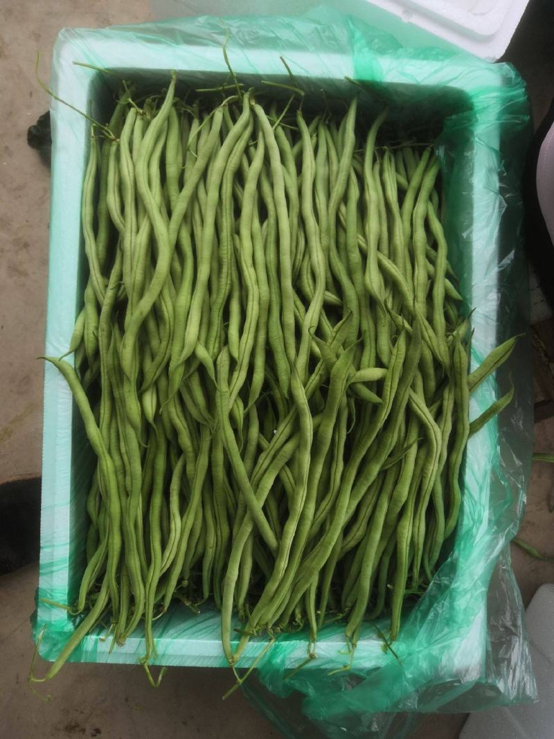 无丝豆山东无筋豆质量好一手货源代收代发全国市场