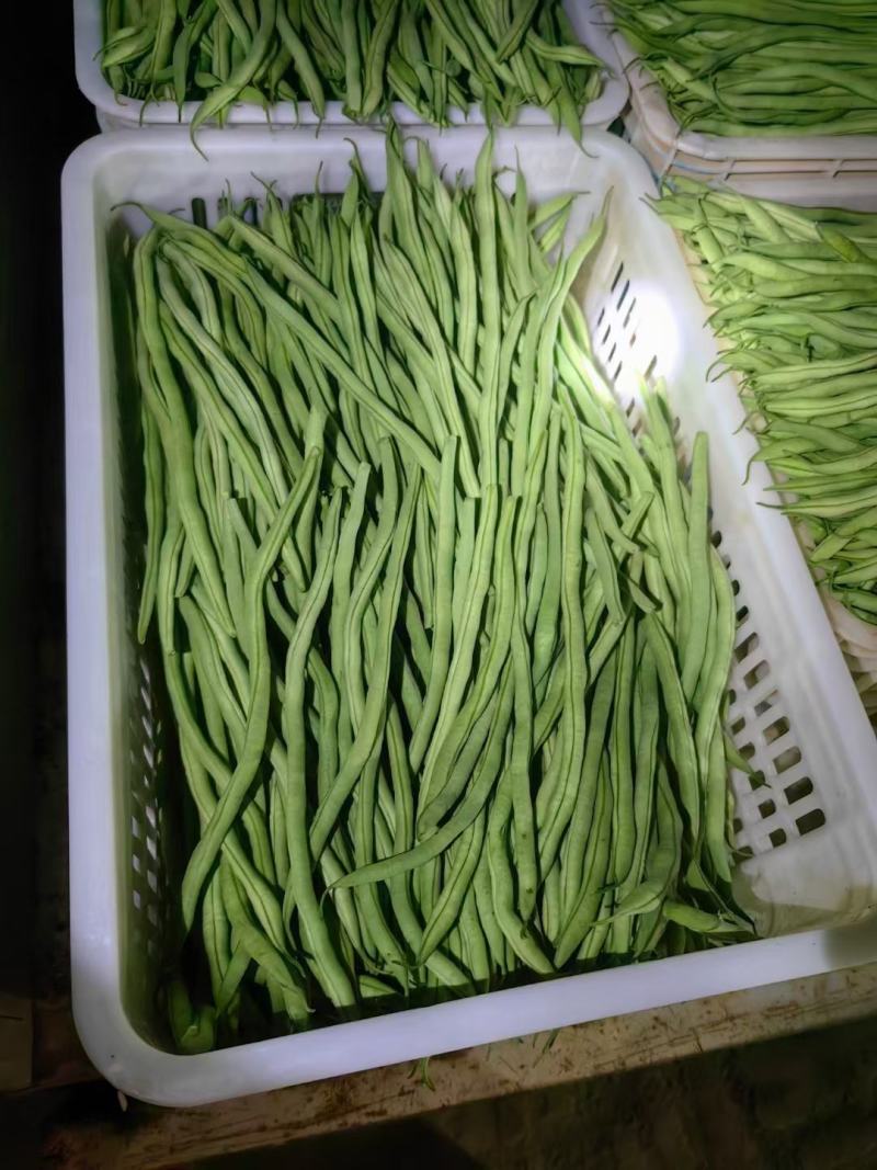 无丝豆山东无筋豆质量好一手货源代收代发全国市场