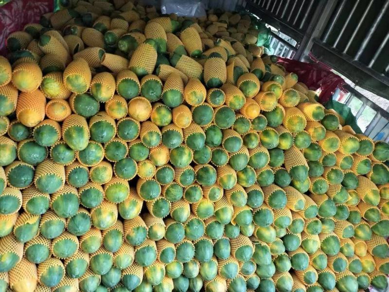 精品木瓜规格齐全一手货源基地直发可视频看货欢迎电话联系