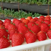 草莓庄河草莓自有500平冷藏库可代打包一件代