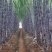 11【推荐】广西甘蔗精品黑皮甘蔗产地直发量大价优欢迎
