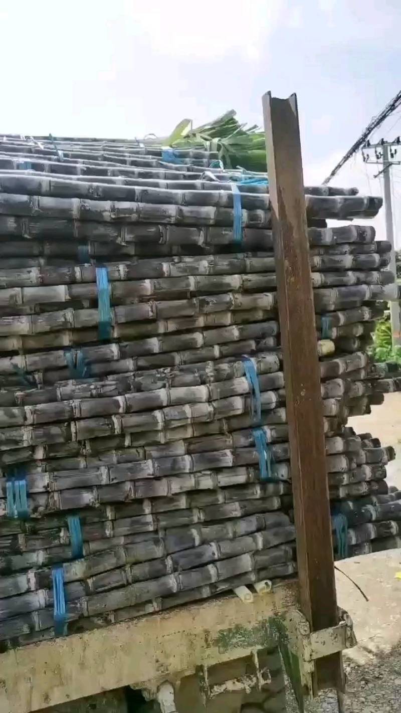 11【推荐】广西甘蔗精品黑皮甘蔗产地直发量大价优欢迎