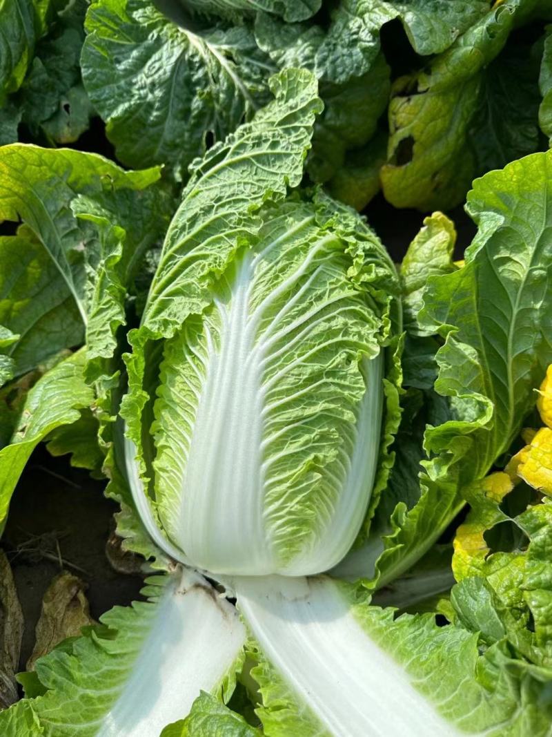 黄心白菜大量供应市场超市酸菜厂货源充足，保质保量