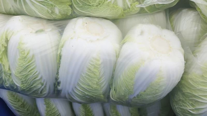 黄心白菜大量供应市场超市酸菜厂货源充足，保质保量
