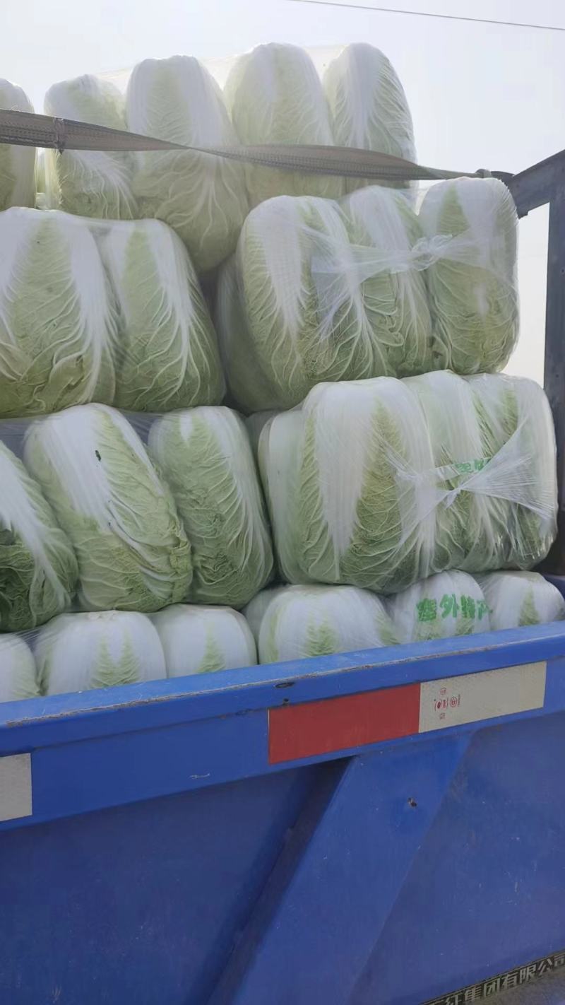 北京新三号白菜4~6斤产地直发，货源充足黄心白菜