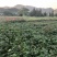 红薯江西优质淀粉红薯品类齐全量大从优欢迎老板选购