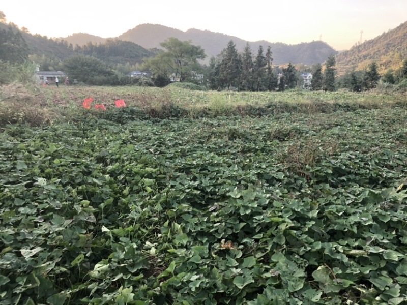 红薯江西优质淀粉红薯品类齐全量大从优欢迎老板选购