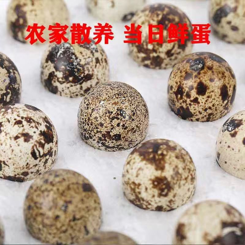【成年卤料】新鲜农家包邮鹌鹑蛋严选网红鹌鹑蛋一整箱小包装