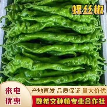 内黄县魏希文专业合作社当季螺丝椒全国发货承接电商等