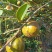 百色凌云小颗茶籽油果