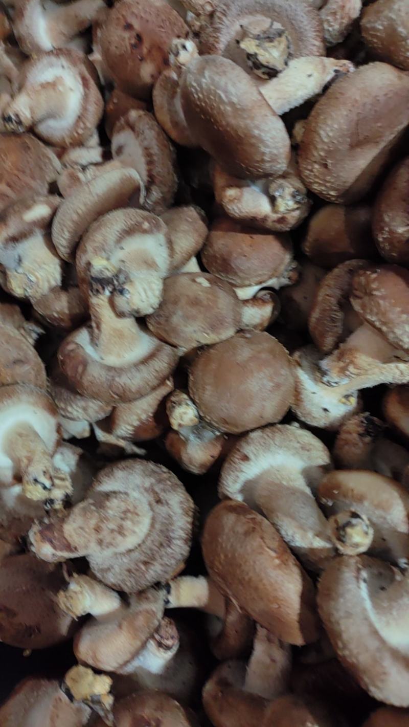 【香菇】河北鲜香菇大集专用鲜香菇，电商专用代发全国