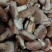【香菇】河北鲜香菇大集专用鲜香菇，电商专用代发全国