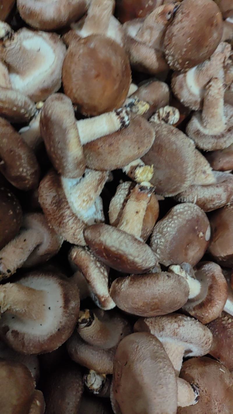 【香菇】河北鲜香菇大集专用鲜香菇，电商专用代发全国