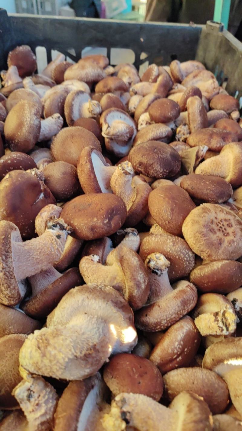 【香菇】河北鲜香菇大集专用鲜香菇，电商专用代发全国