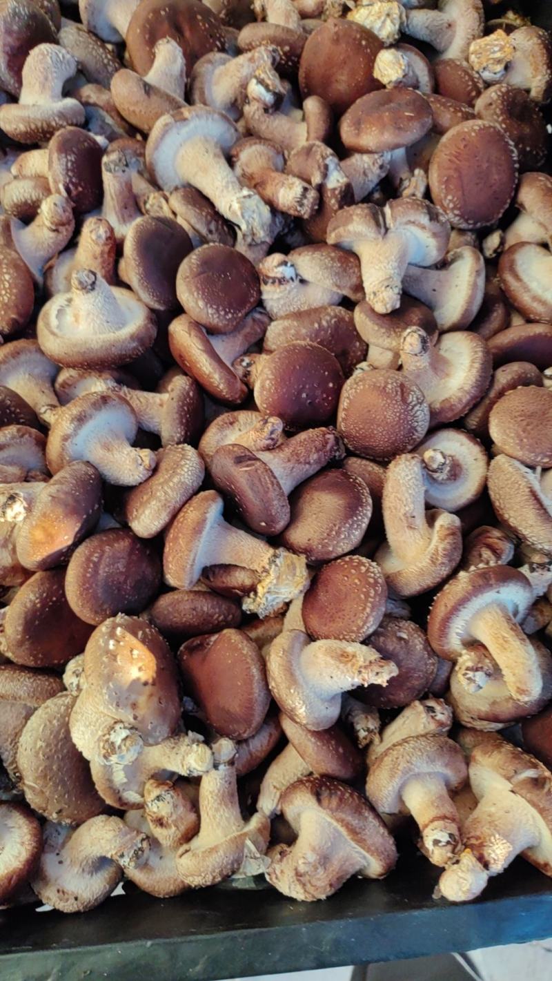 【香菇】河北鲜香菇大集专用鲜香菇，电商专用代发全国