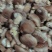 【香菇】河北鲜香菇大集专用鲜香菇，电商专用代发全国