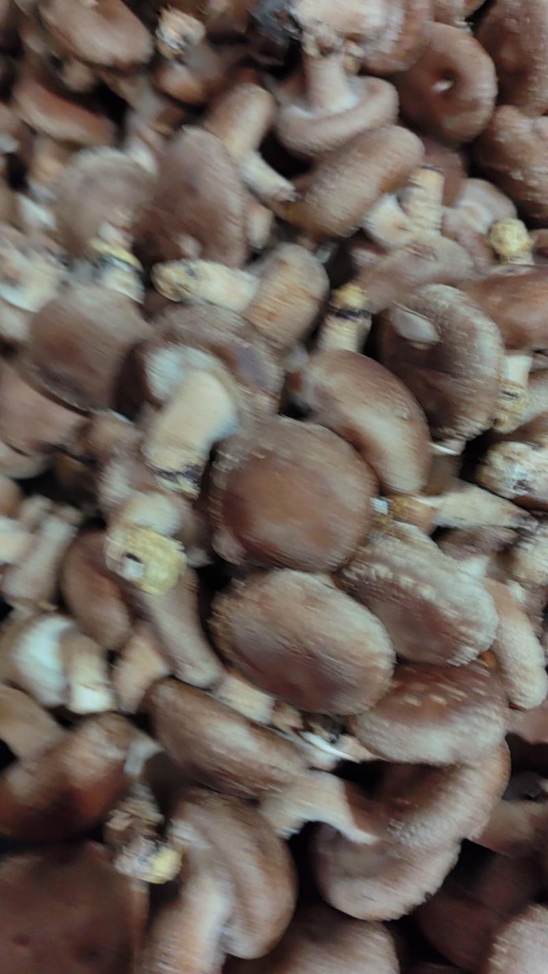 【香菇】河北鲜香菇大集专用鲜香菇，电商专用代发全国