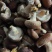 【香菇】河北鲜香菇大集专用鲜香菇，电商专用代发全国