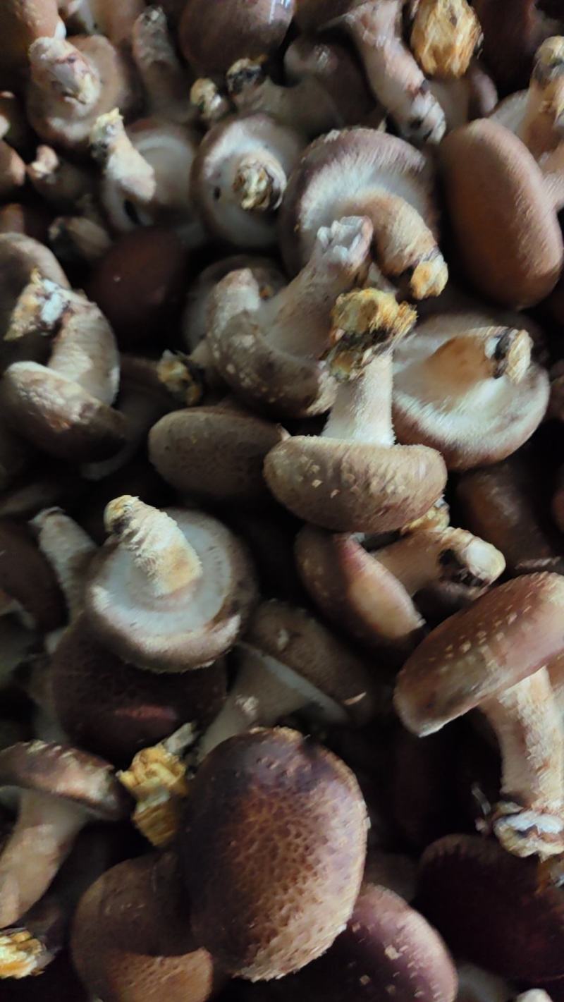 【香菇】河北鲜香菇大集专用鲜香菇，电商专用代发全国