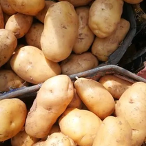精品土豆青海土豆产地一手货源保质保量全国发货