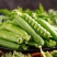 云南精品豌豆荚大量上市颗粒饱满欢迎来电咨询