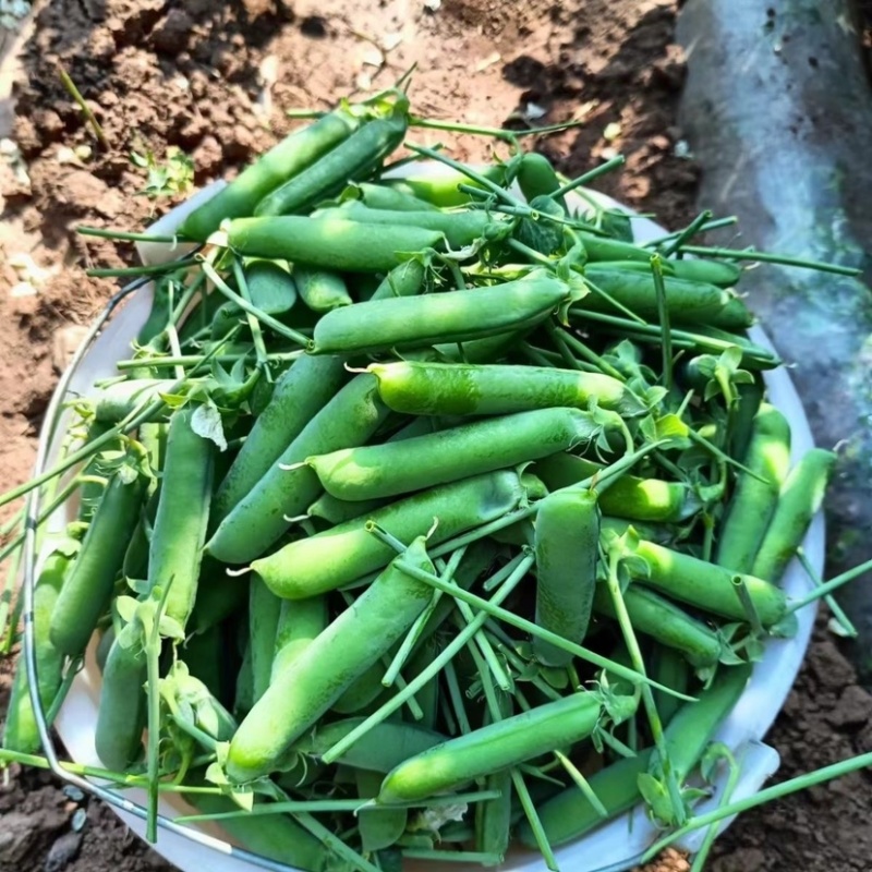 云南精品豌豆荚大量上市颗粒饱满欢迎来电咨询
