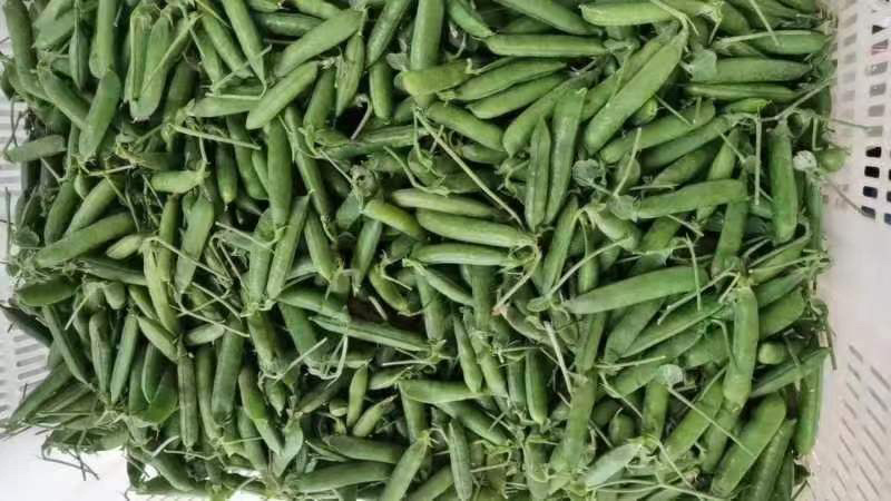 云南精品豌豆荚大量上市颗粒饱满欢迎来电咨询