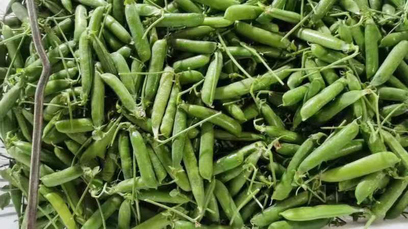 云南精品豌豆荚大量上市颗粒饱满欢迎来电咨询