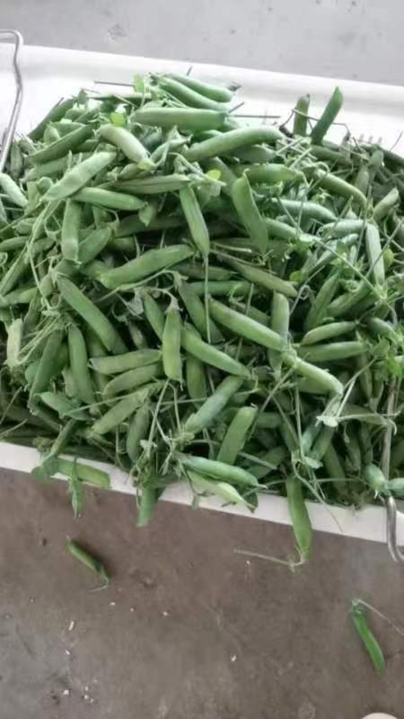 云南精品豌豆荚大量上市颗粒饱满欢迎来电咨询