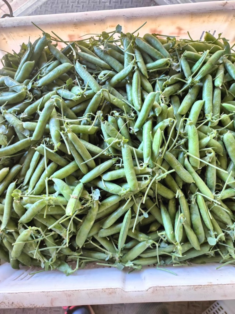云南精品豌豆荚大量上市颗粒饱满欢迎来电咨询