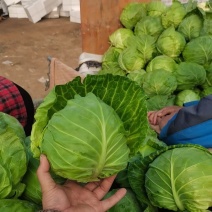 精品大棚甘蓝大量上市中货源充足质量有保证