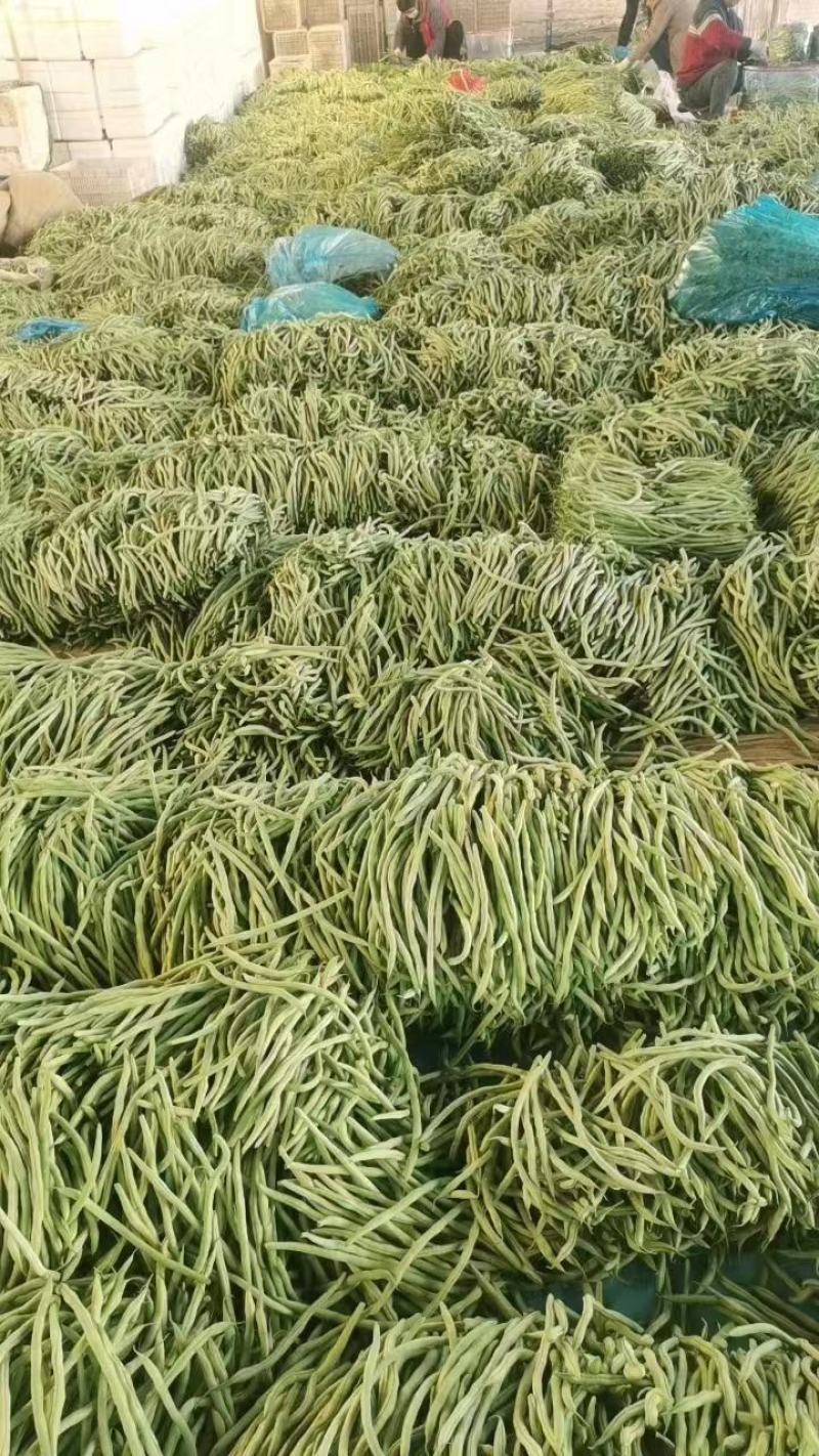山东无丝豆大量上市，产地发货，代发全国，保质保量