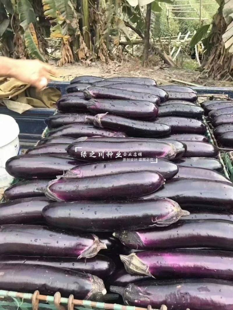 致丰烧烤茄种子正源种籽深紫色烧烤茄子种籽果肉白色春秋