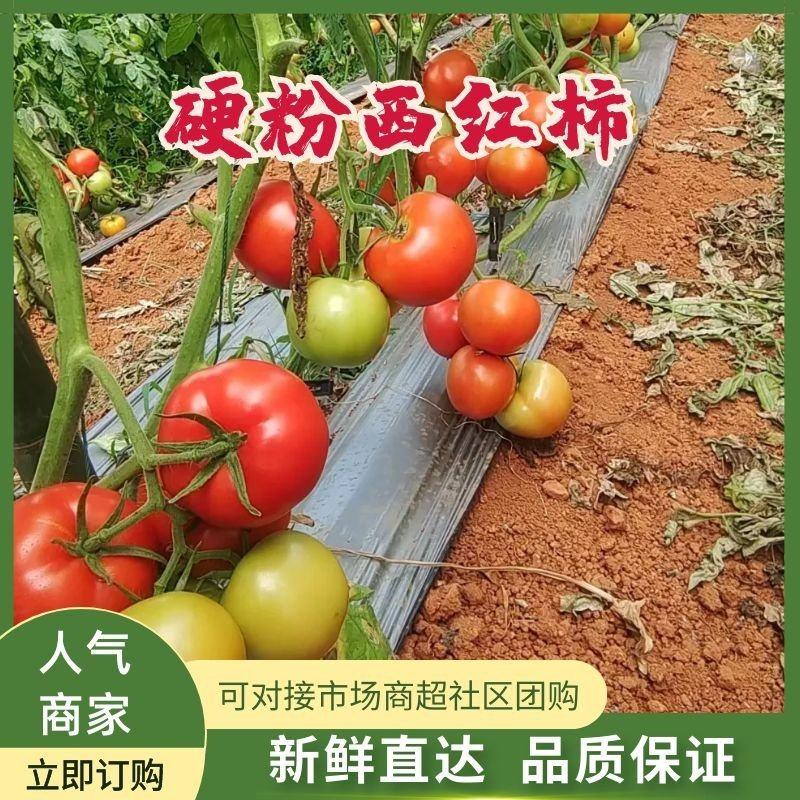 云南文山硬粉西红柿大量上市产地一手货源欢迎来电咨询