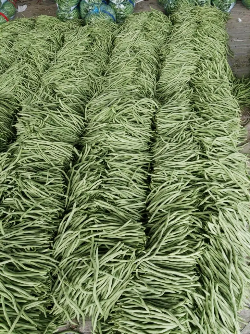 山东无丝豆大量上市，产地发货，代发全国，保质保量
