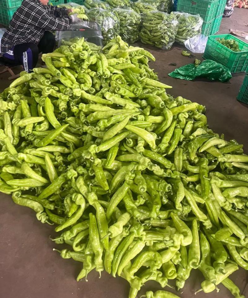 辣椒尖椒山东黄皮青皮尖椒牛椒，货源充足产地直发