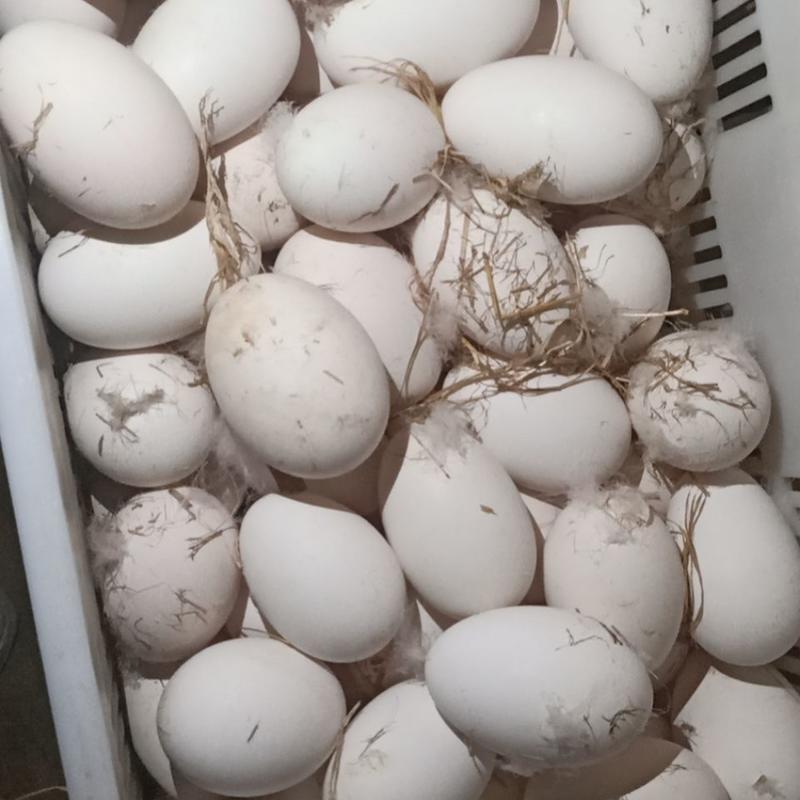 鹅蛋新鲜微山湖农家散养生鹅蛋土鹅蛋现捡现发整箱土鹅蛋