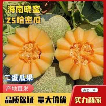 甘肃蜜瓜小蜜25哈蜜瓜，民勤蜜瓜现摘现发，供应全国市场