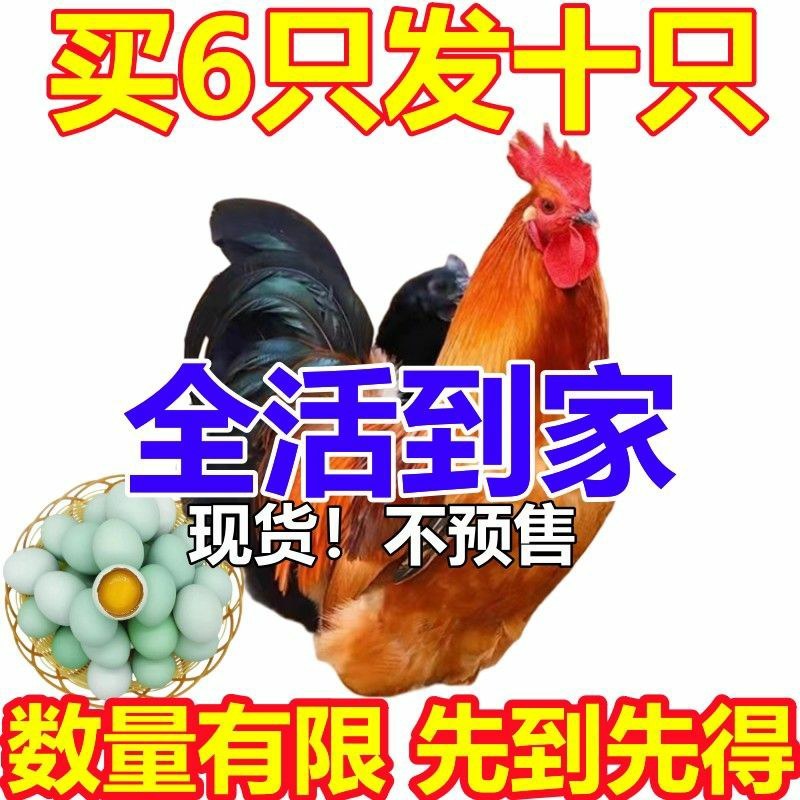 正宗九斤红鸡苗大型肉鸡大红公鸡活体直发脱温幼苗半斤左右鸡