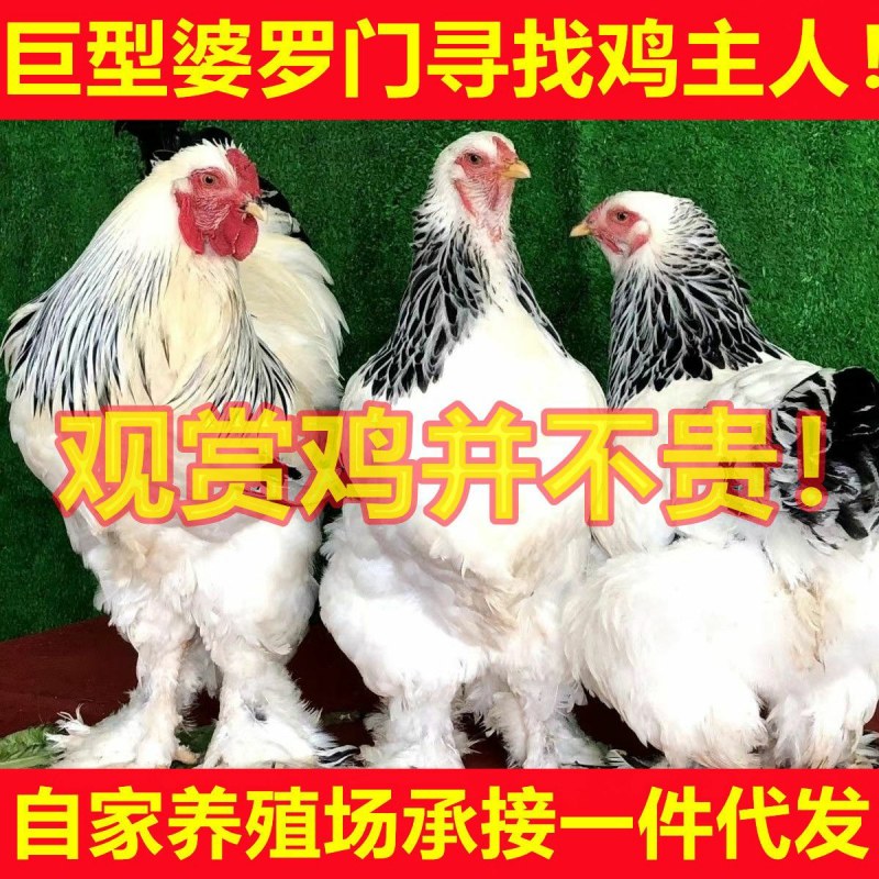 正宗九斤红鸡苗大型肉鸡大红公鸡活体直发脱温幼苗半斤左右鸡
