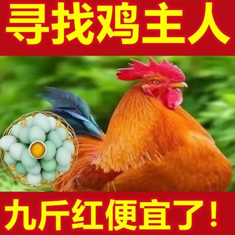 正宗九斤红鸡苗大型肉鸡大红公鸡活体直发脱温幼苗半斤左右鸡