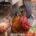 正宗九斤红鸡苗大型肉鸡大红公鸡活体直发脱温幼苗半斤左右鸡