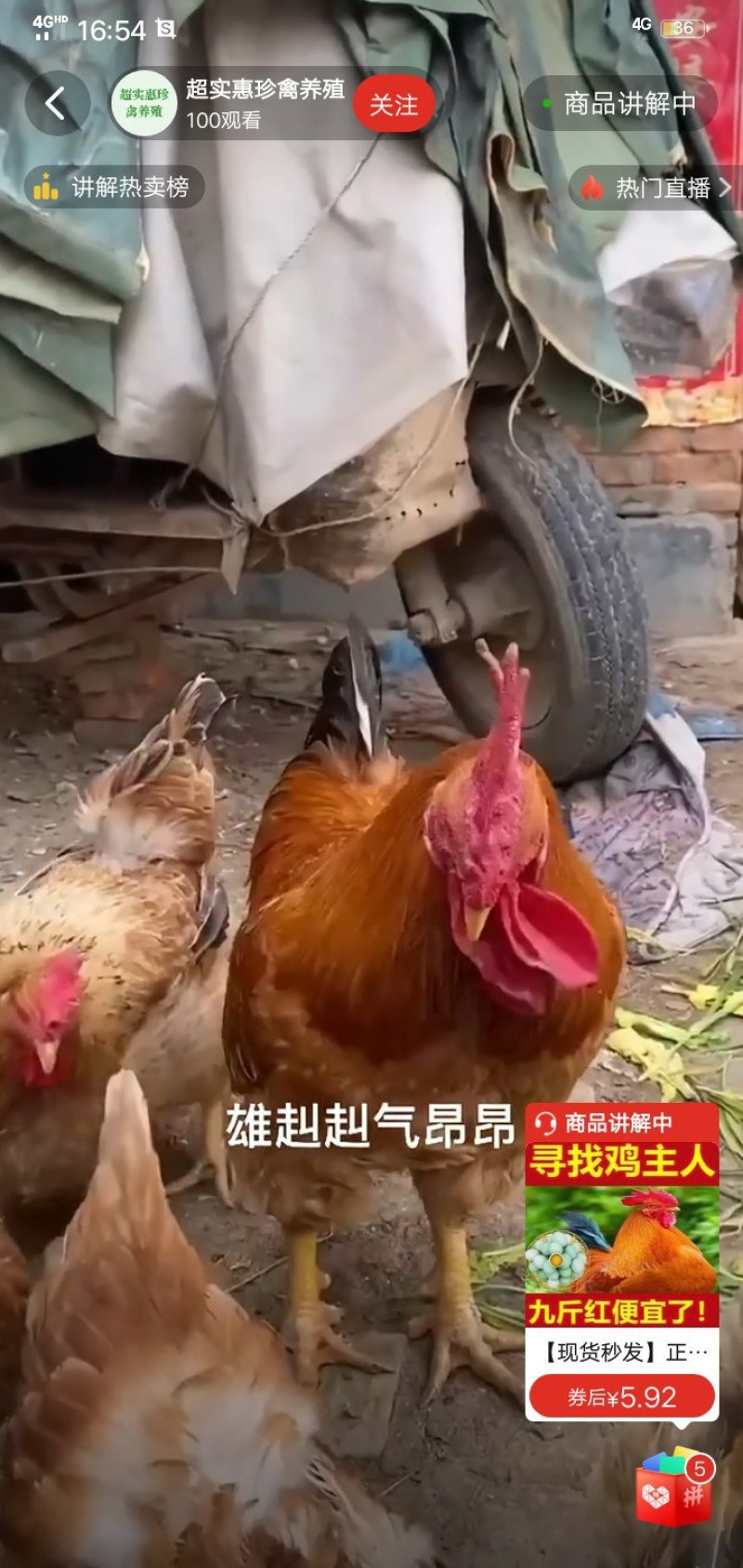 正宗九斤红鸡苗大型肉鸡大红公鸡活体直发脱温幼苗半斤左右鸡