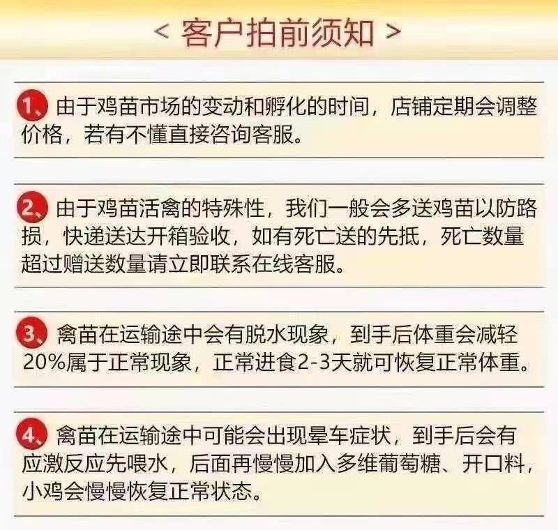 正宗九斤红鸡苗大型肉鸡大红公鸡活体直发脱温幼苗半斤左右鸡