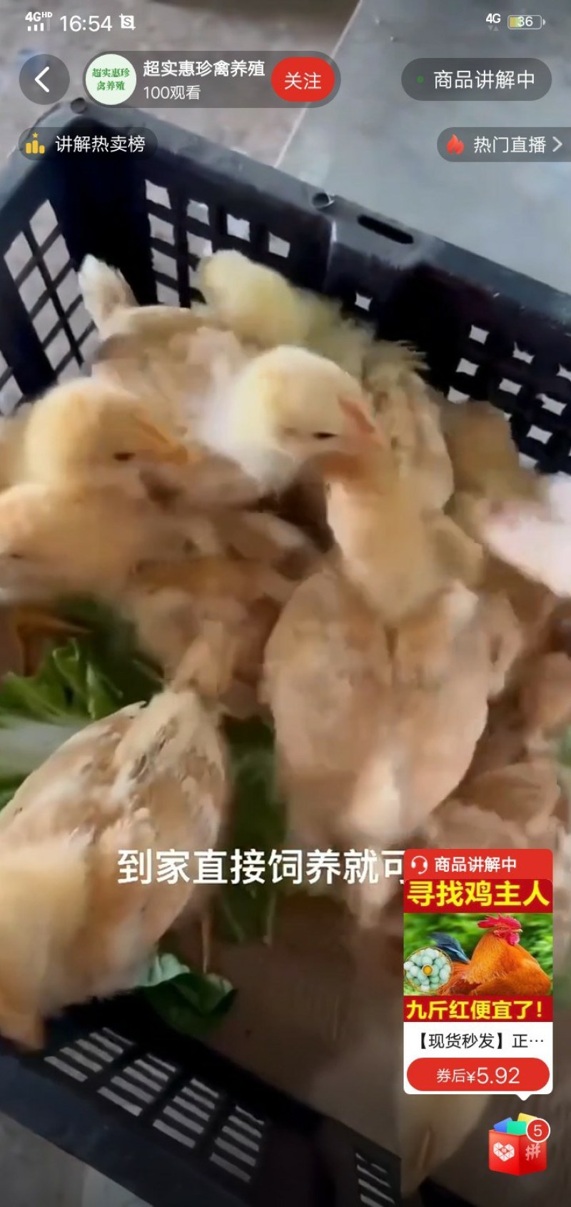 正宗九斤红鸡苗大型肉鸡大红公鸡活体直发脱温幼苗半斤左右鸡