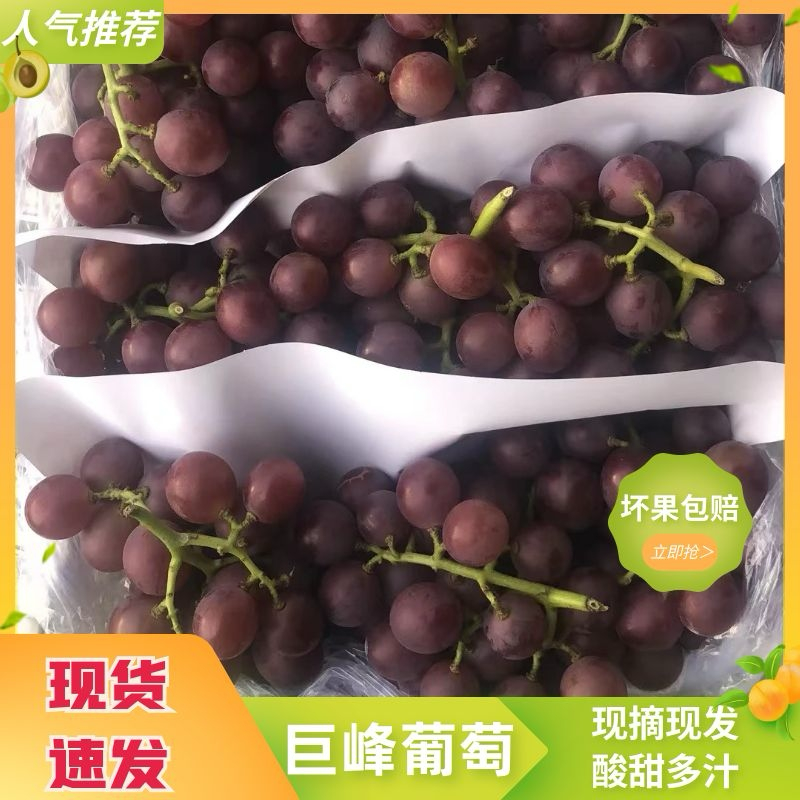 【实力推荐】河北精品巨峰葡萄大粒大串可下地看货